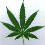 ウルグアイ、マリファナ合法化案を下院で可決／Uruguay Set To Become FIRST Country In The World To Legalize Marijuana